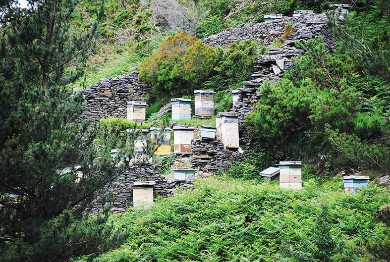Colmenas de abejas en el interior de un cortín de Os Teixois, a solo cuatro kilómetros de distancia de la villa de Taramundi.