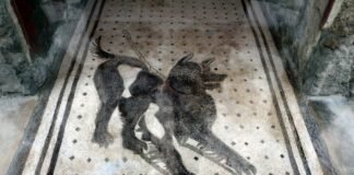 Cave canem cuidado con los perros